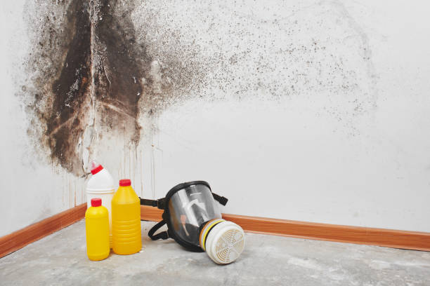 Home Mold Removal in Lehighton, PA