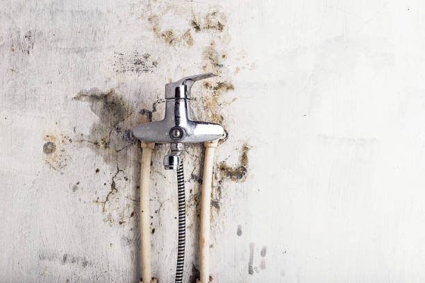 Best Certified Mold Removal  in Lehighton, PA