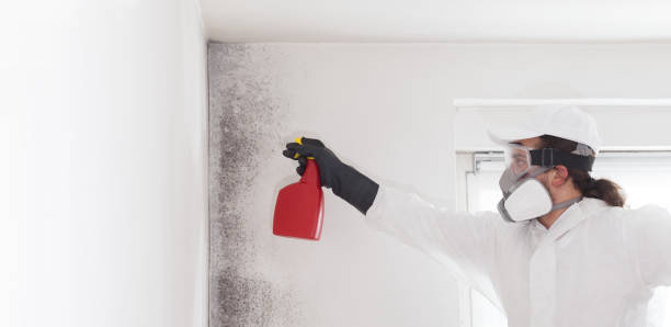 Best Residential Mold Removal  in Lehighton, PA