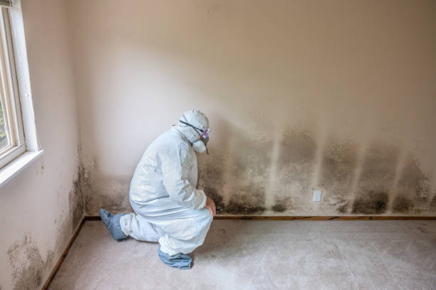 Mold Removal and Inspection in Lehighton, PA