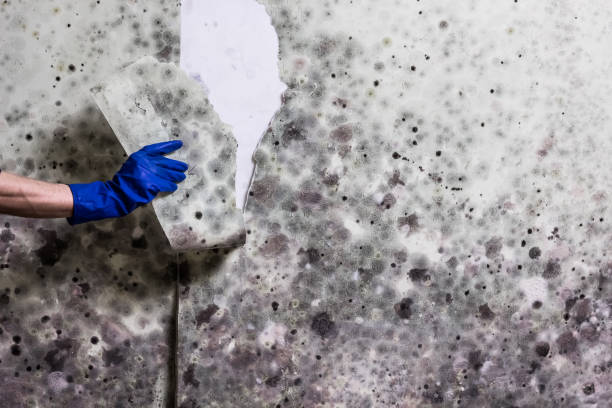 Best Professional Mold Removal  in Lehighton, PA