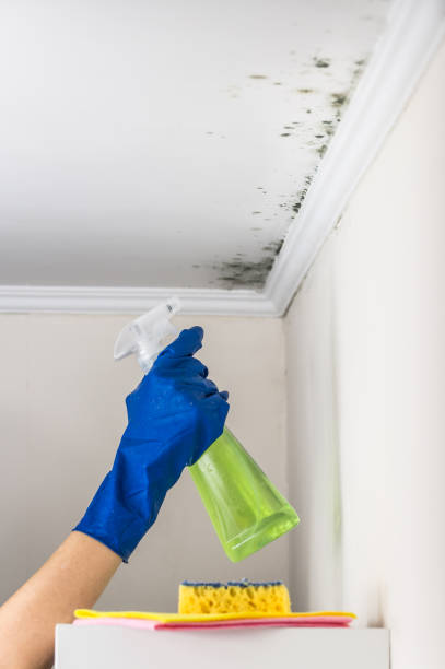 Best Attic Mold Removal  in Lehighton, PA