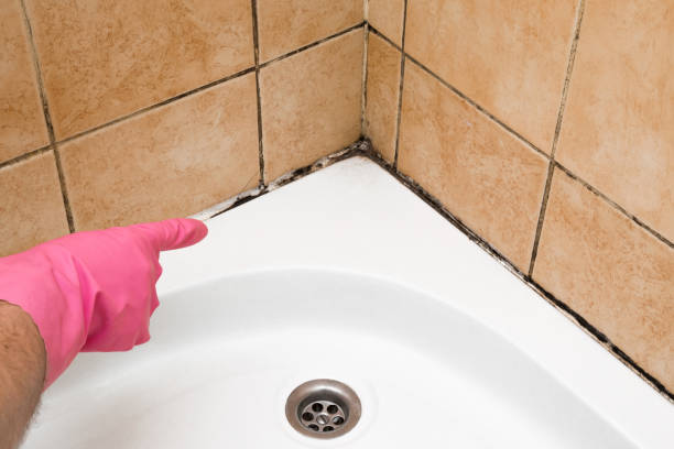 Best Affordable Mold Removal  in Lehighton, PA